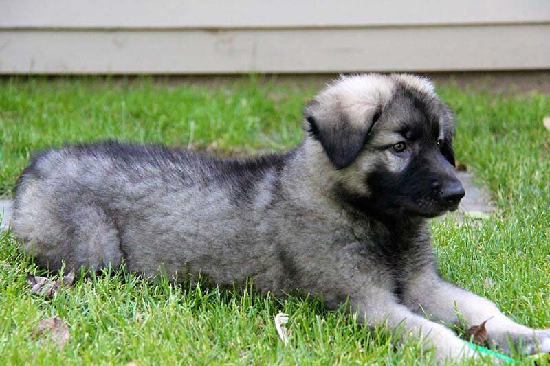 Дикси - странный щенок серого цвета. Моя первая собака (часть-1) | Четыре  лапы, влажный нос | Дзен