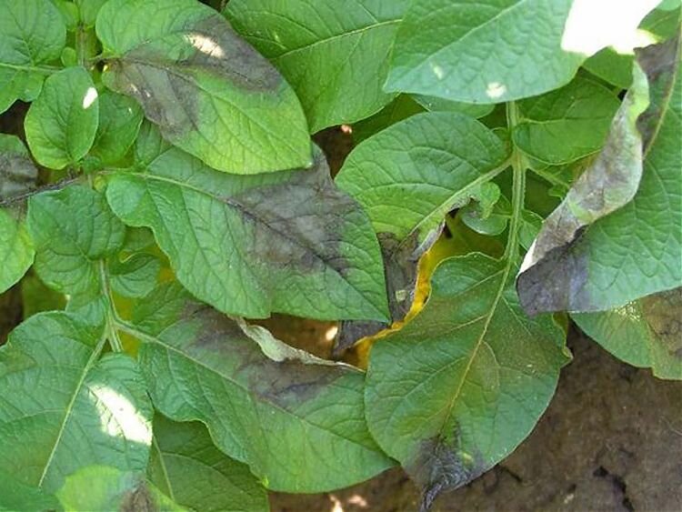 Очаги фитофтороза на листьях картофеля