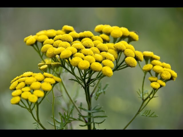 Выглядят как сросшиеся одуванчики, но это не они.