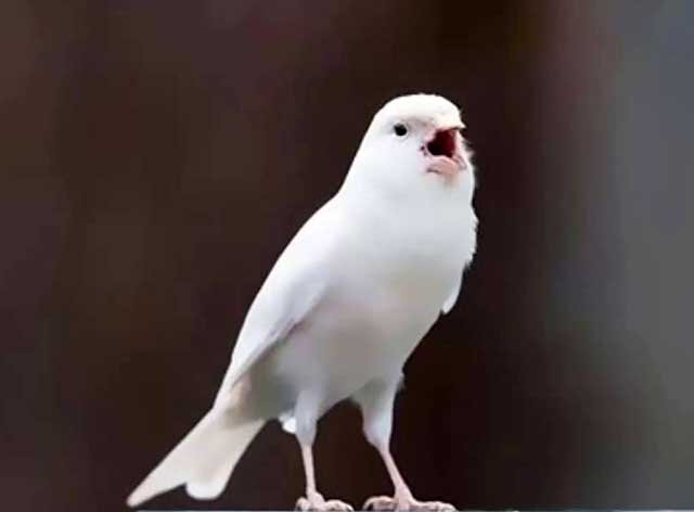 История происхождения и дрессировки канареек: узнайте все о родине этих чудесных птиц