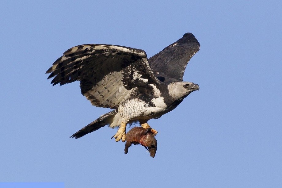 Броненосец отправился в Тартар