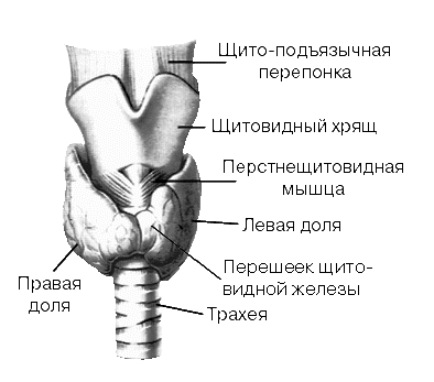 Строение щитовидной железы