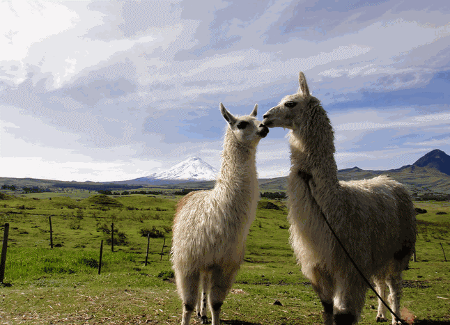 Вулкан Котопахи Данный вулкан является самой высокой точкой горного массива Кордильера-Реаль. Он является выдающейся достопримечательностью Эквадора.-5