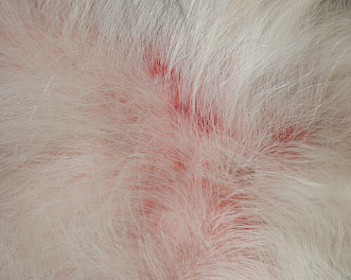 Аллергическая реакция