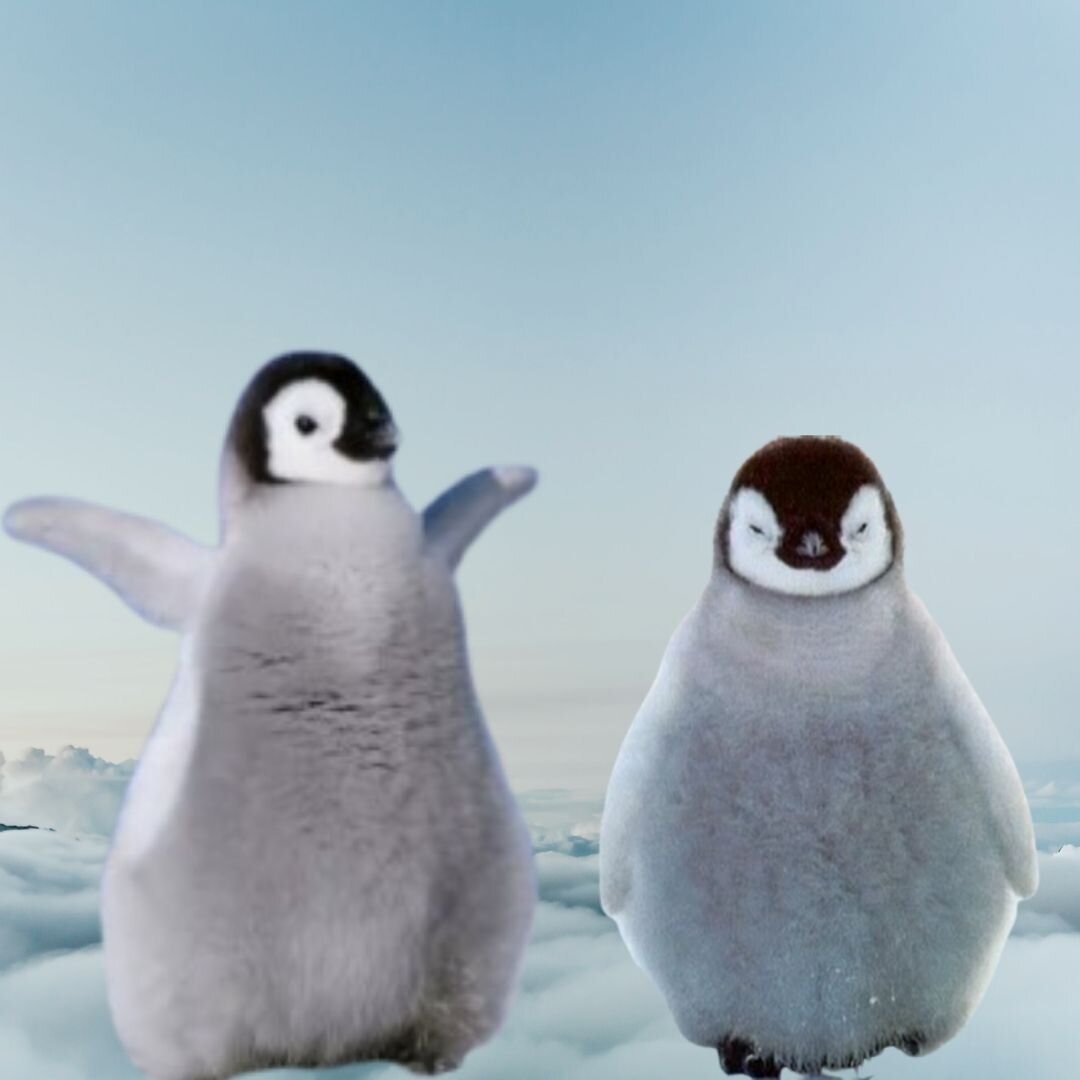 пингвин домашний питомец