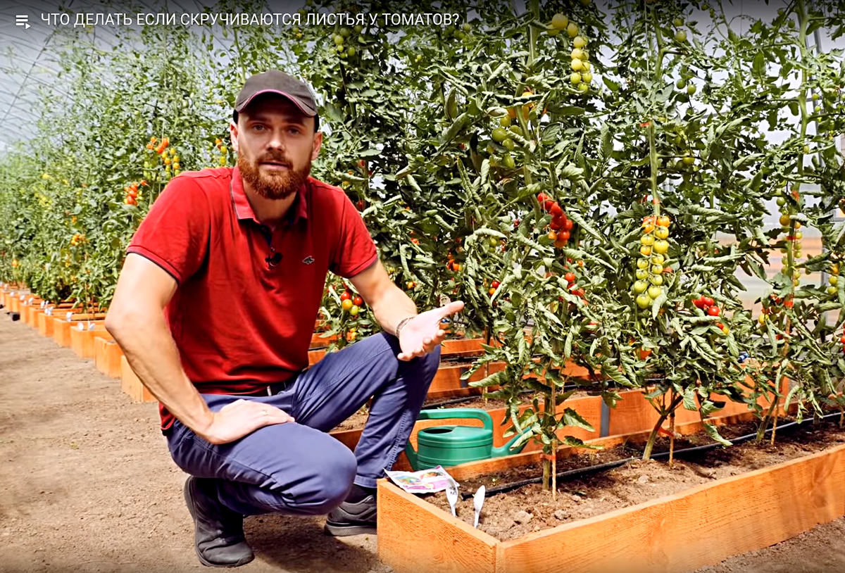 Василий Иванович Блокин-Мечталин  генеральный директор агрофирмы Партнер рядом с кустом томата черри Люба (сезон 2018 года)