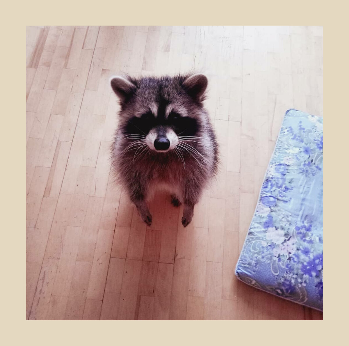 Бандит взглядом выманивает вкусняшку