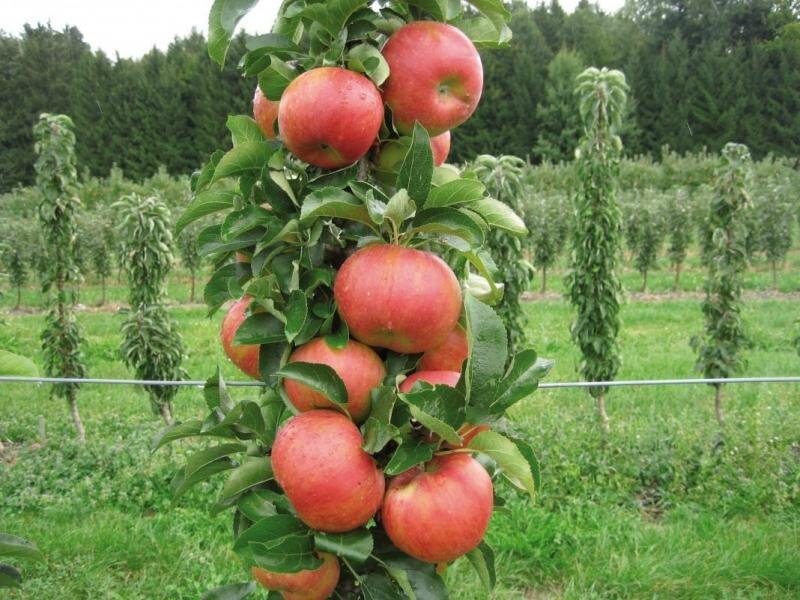 Колонновидная яблоня. Иллюстрация orchardo.ru