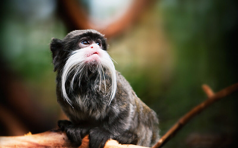 императорский тамарин