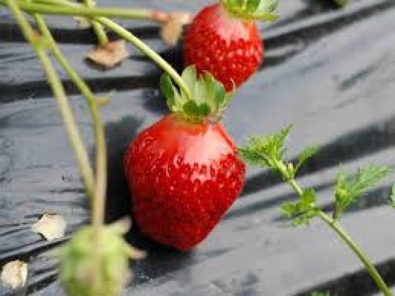 Клубники  в открытом грунте на агроволокне
Источник: https://sadovo-ogorodnyiy.ru/posadka-klubniki-osenyu-i-vesnoj-v-otkrytyj-grunt-na-agrovolokno-tonkosti-sxema-podgotovka-pochvy.html