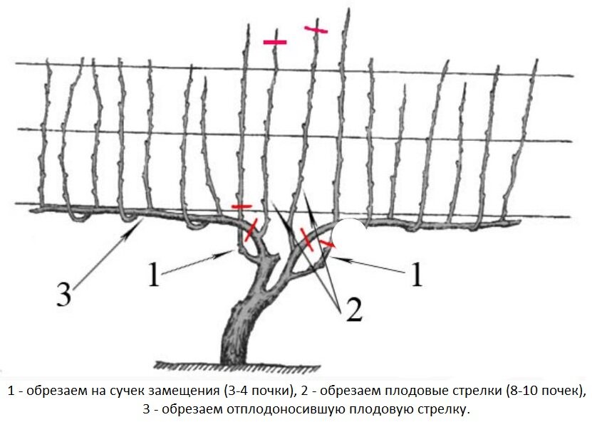 Обрезка винограда пошагово. Обрезка винограда для начинающих. Формирование винограда весной. Формировка лозы винограда. Обрезка винограда осенью для начинающих.