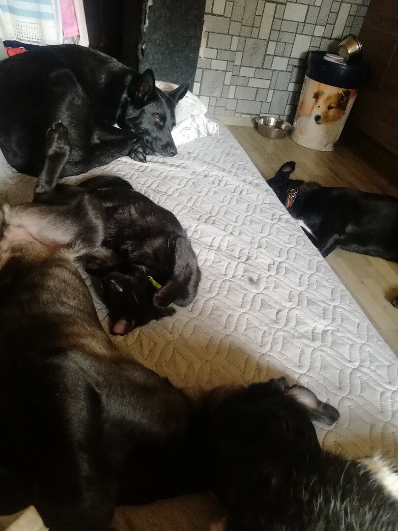 Котенок Тотошка с собаками из Банды Дворян