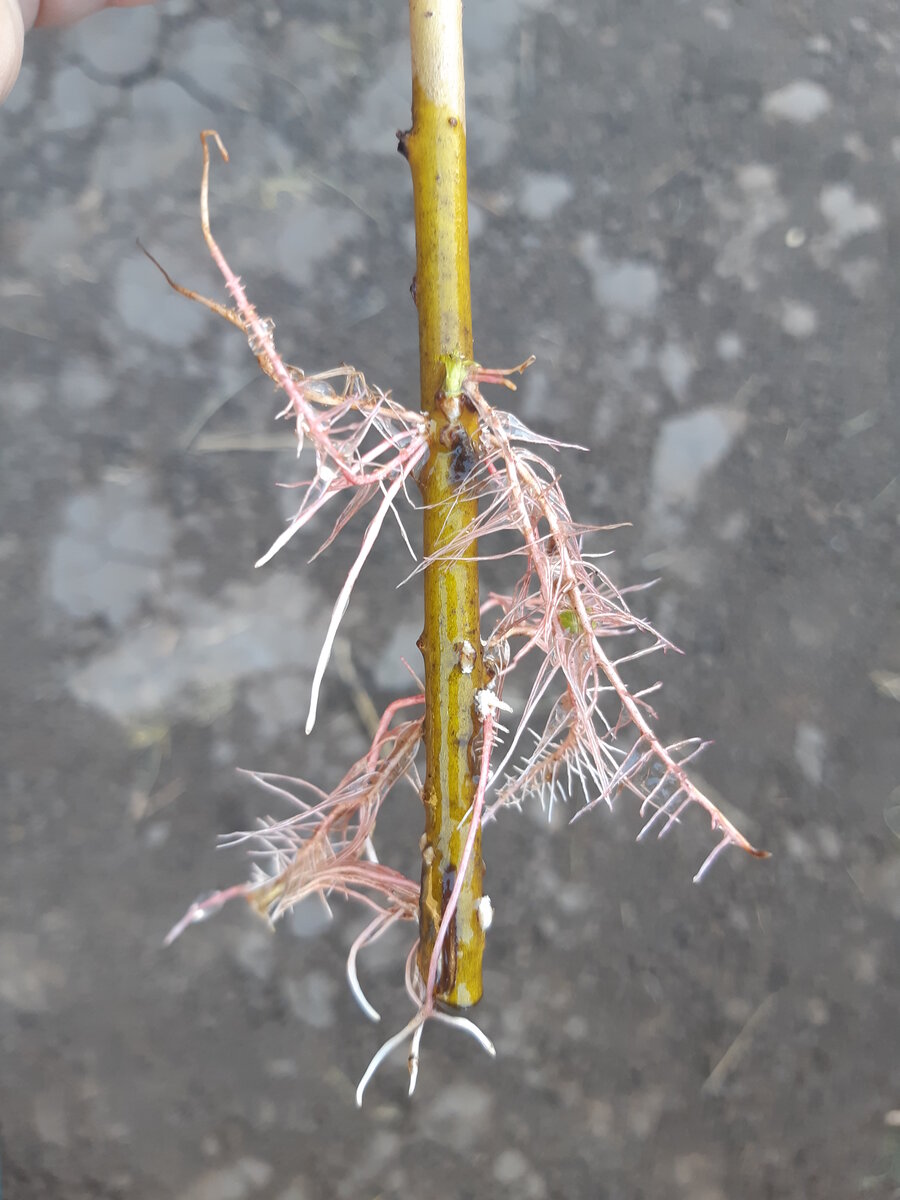 Вот такие у ивы корешки. Разрезы для них были только внизу. Но иве наплевать :)))