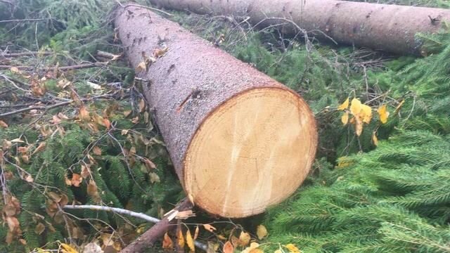 Фото предоставлены активистами группы «Экология Поварово»