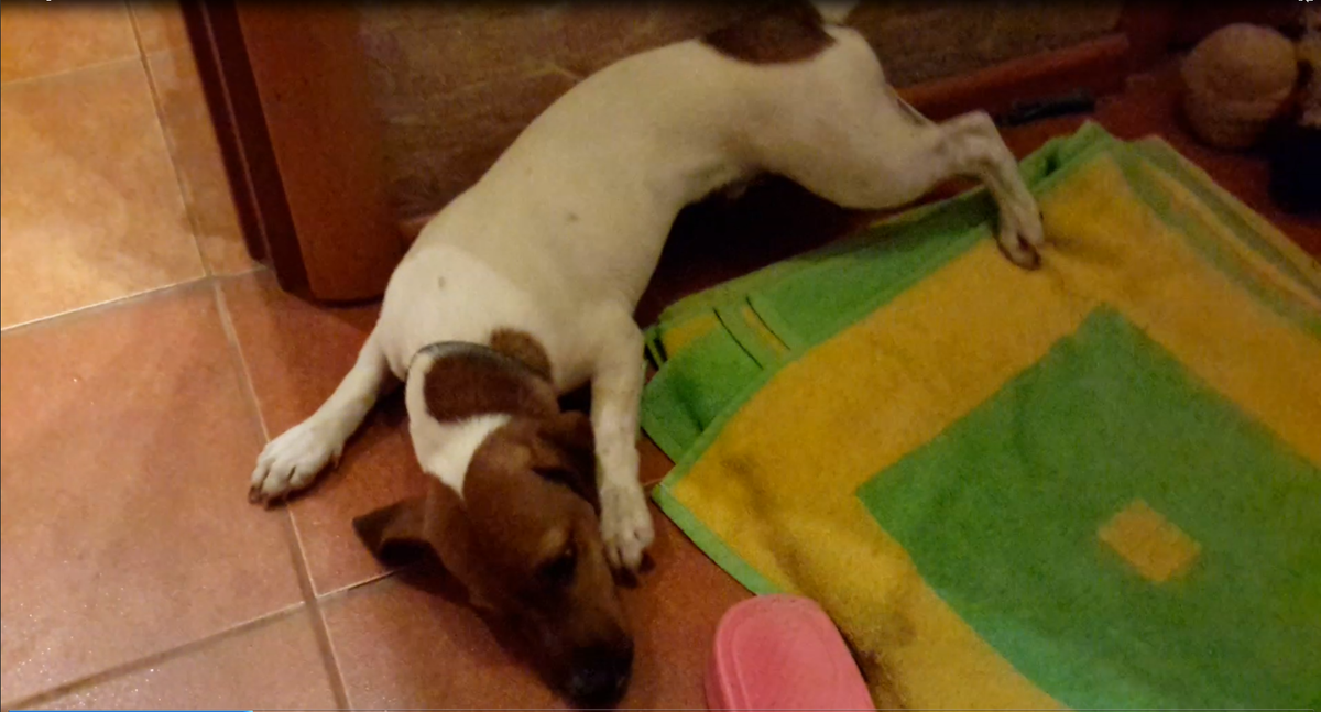 Арчибальд Джекович, 7 мес.: приступ тонико-клонических судорог