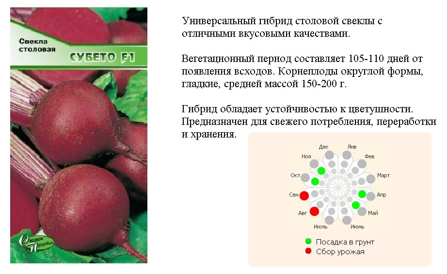 Схема посева свеклы столовой