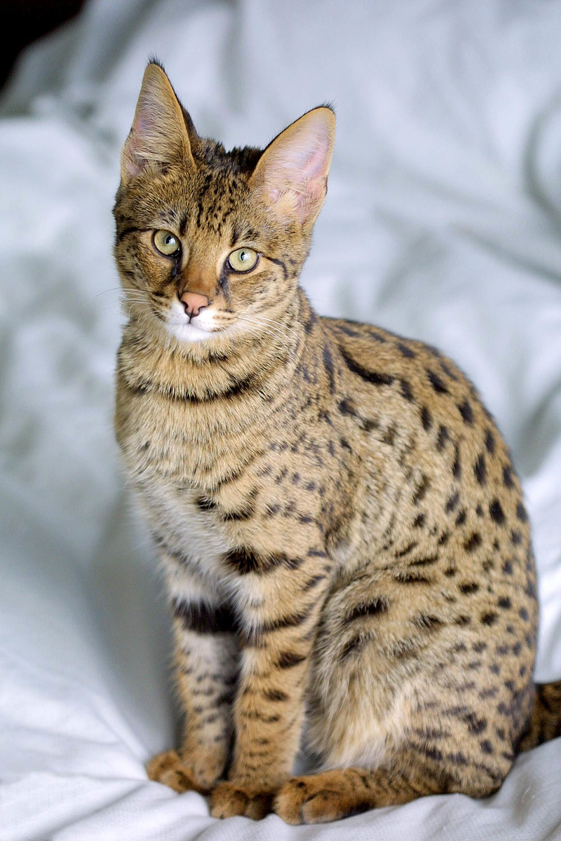 Источник Яндекс.Картинки https://upload.wikimedia.org/wikipedia/commons/thumb/c/c4/Savannah_Cat_portrait.jpg/1200px-Savannah_Cat_portrait.jpg