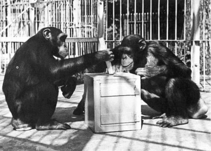 "Павловские" обезьянки. Источник: яндекс.фото 