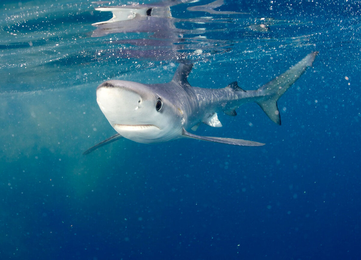 источник Яндекс картинки