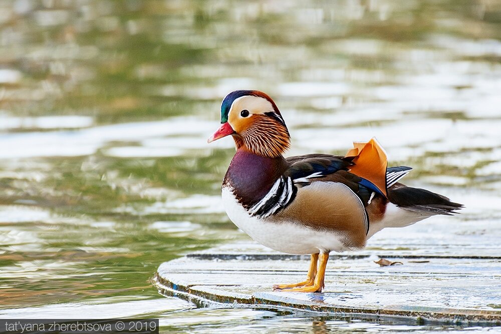 Мандаринка. Самец. Mandarin duck. Лат. Aix galericulata.