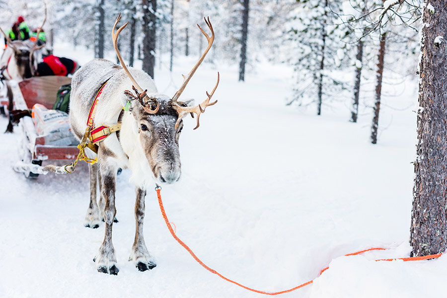 Сафари зима. Винтер сафари. Winter Safari.