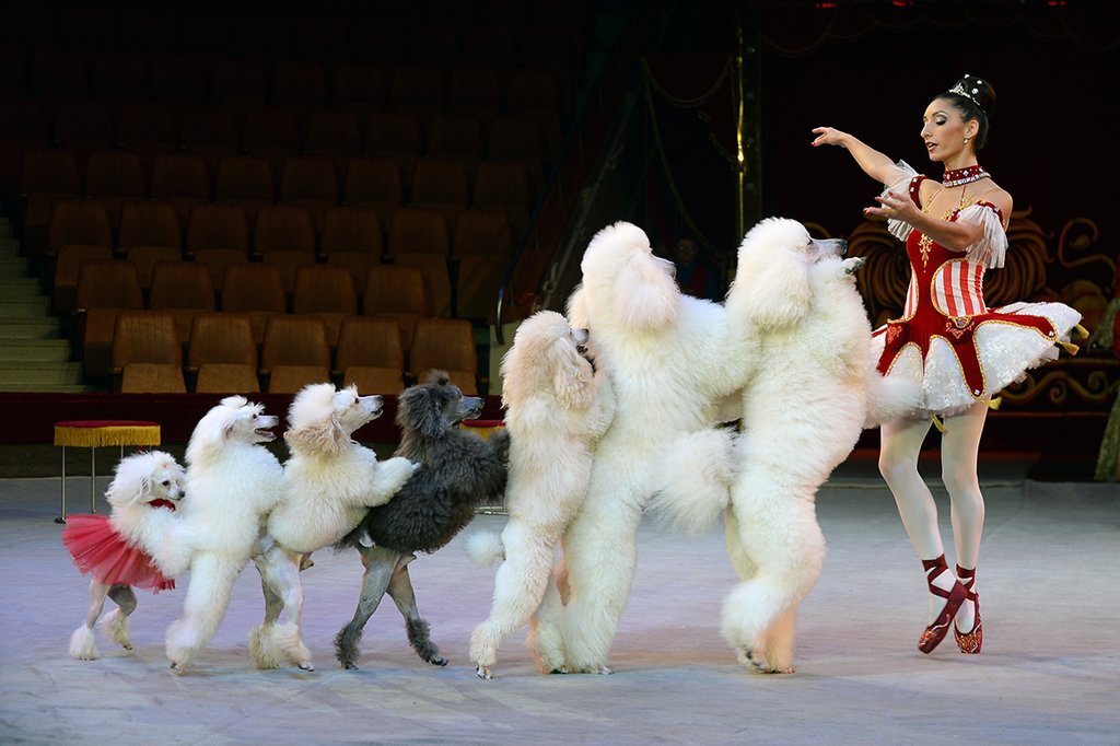 Маска 5 выступление щенка. Цирковой пудель. Дрессированные Пудели. Собака выступает в цирке. Дрессированные собачки в цирке.