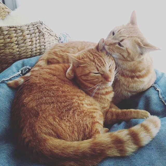 Влюбленная парочка