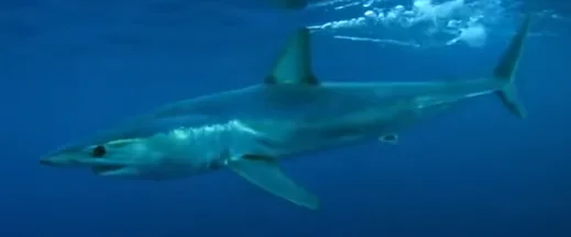 Акула мако