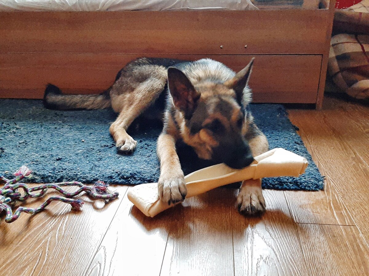 Чим и его новогодний подарочек