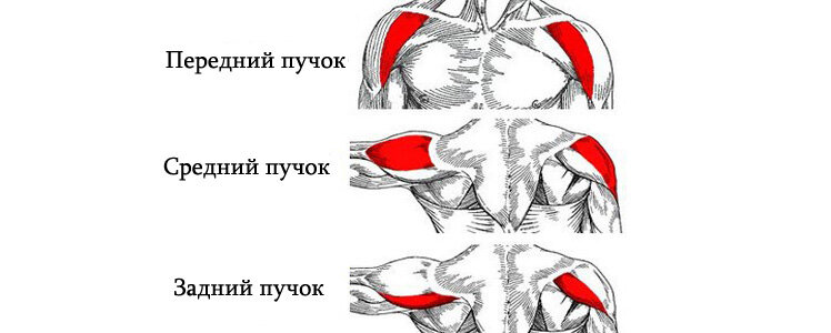 Все три пучка дельтовидных мышц. Изображение из открытых источников