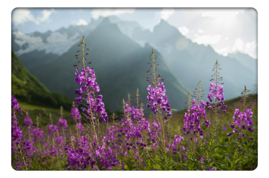 Собираем сырьё, для производства ароматного чая вдали от цивилизации по склонам гор и холмов.