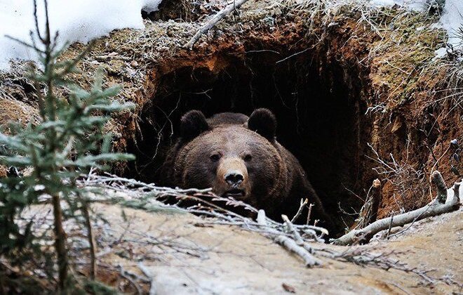 Эксперт рассказал, почему некоторые медведи зимой не впадают в спячку и приходят к людям