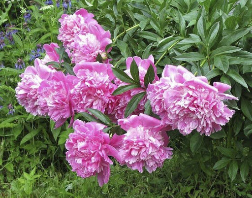 Пион Эмпайр Стейт. 