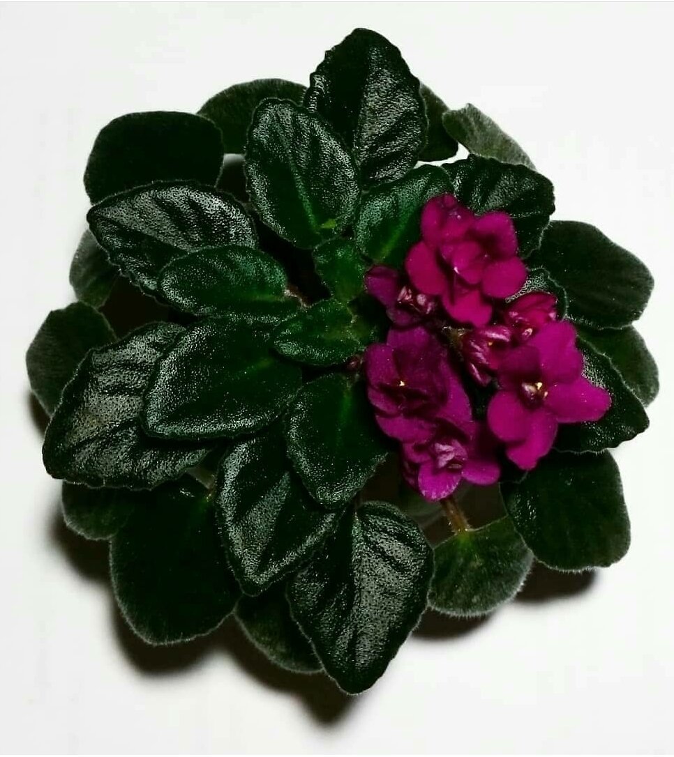 Какой красивый и пышный куст