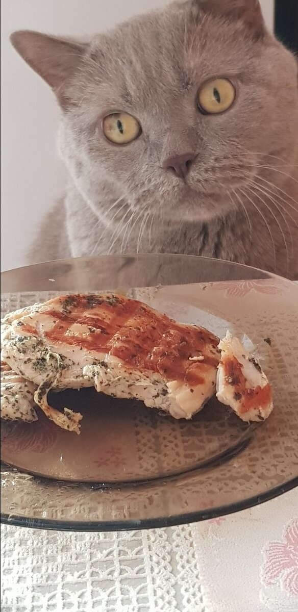 обратный кот