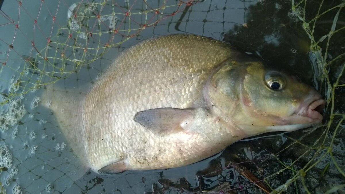 Как ловить на фидер крупного леща (снасти и прикормка)