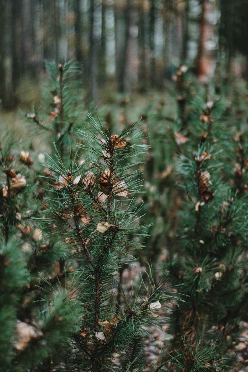 Photo by pure julia on Unsplash