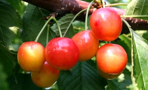 Любимая всеми черешня представлена во множестве разновидностей. Стараниями селекционеров созданы сорта, различные по цвету, сроку хранения, вызреванию, устойчивости к плохим погодным условиям. Некоторые виды разработаны специально для выращивания крупными садовыми хозяйствами. Из такой категории выделяется черешня Франц Иосиф.