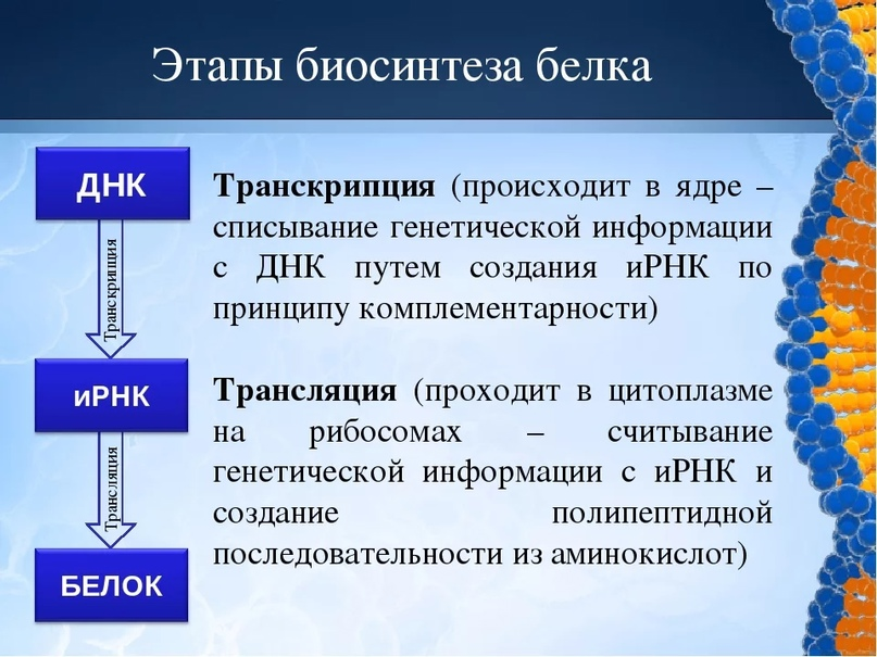 Этапы синтеза белка кратко. Как происходит Синтез белка кратко.