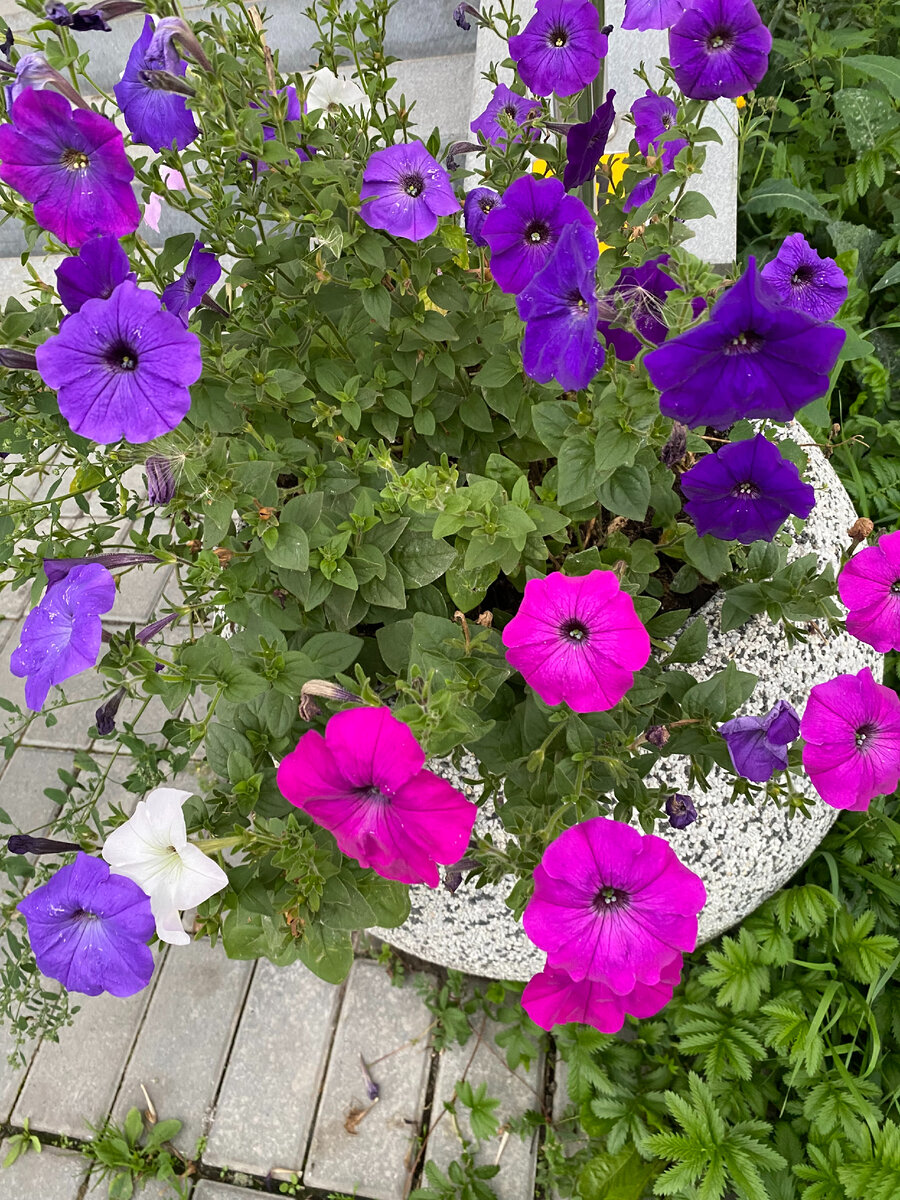 Цветов вам, целую вазу. У меня хвостик любит нюхать цветочки. Осторожно так подкрадётся, а  я по сторонам смотрю, чтобы не заругали нас. Не докажешь же,  что собака цветы не ест, она их нюхает. А вот вишню ест, что на верхнем фото, благо что нас никто дома -то не ругает, ну ешь что теперь...Немного -то можно