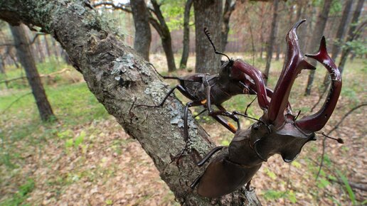 Жук-олень: Крупнейший жук Европы и его огромная личинка, которая отъедается 8 лет! | Видео 🎥