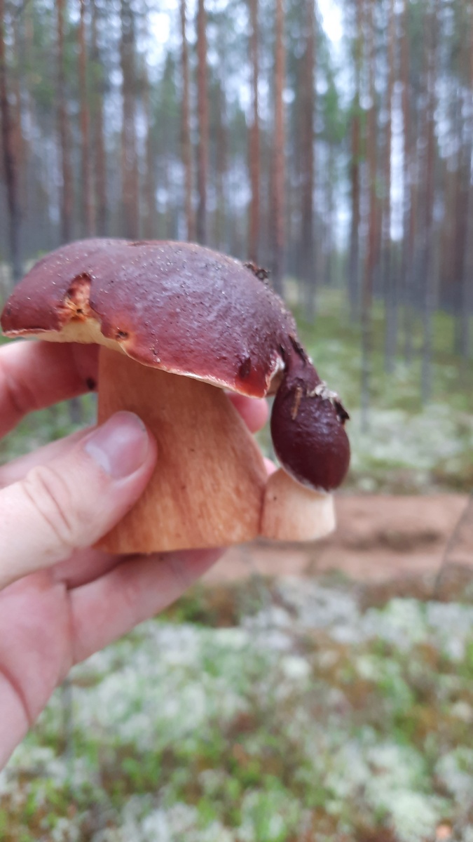 Я лично режу, мне так удобнее. Грибок кстати классный.