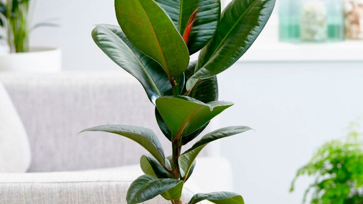 источник:https://rastenievod.com