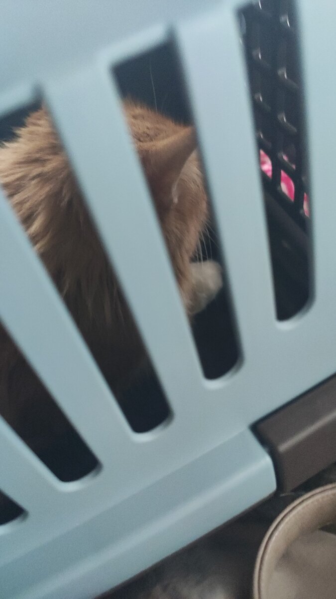 Мы с Лизонькой едем в новый дом. Фото автора.