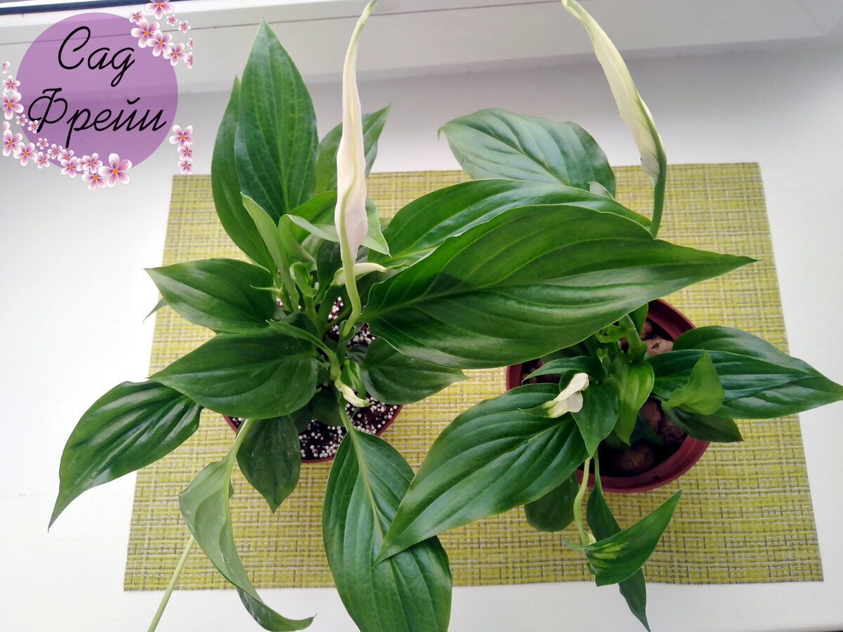 Здесь ещё "Шопен" похож на "Шопена"
