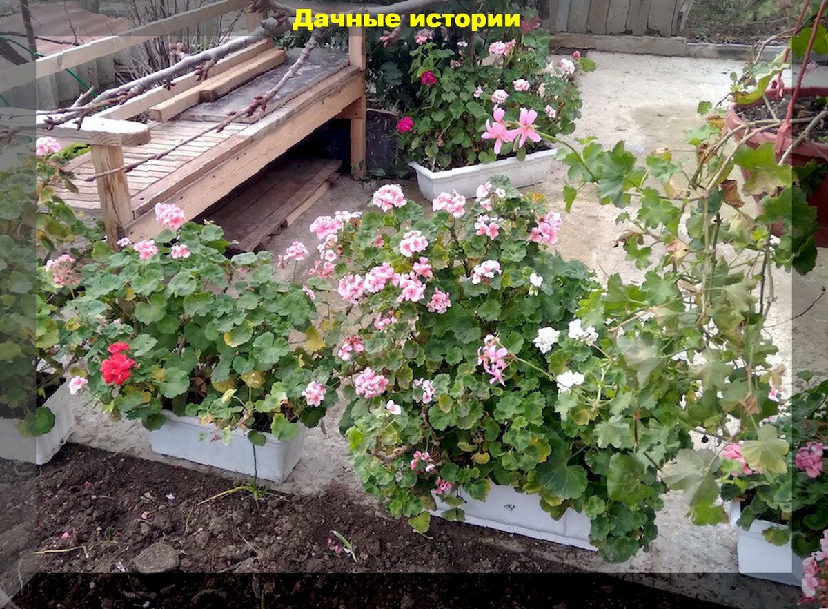 Пеларгония осенью: важные советы по уходу, обрезке, размножению ...