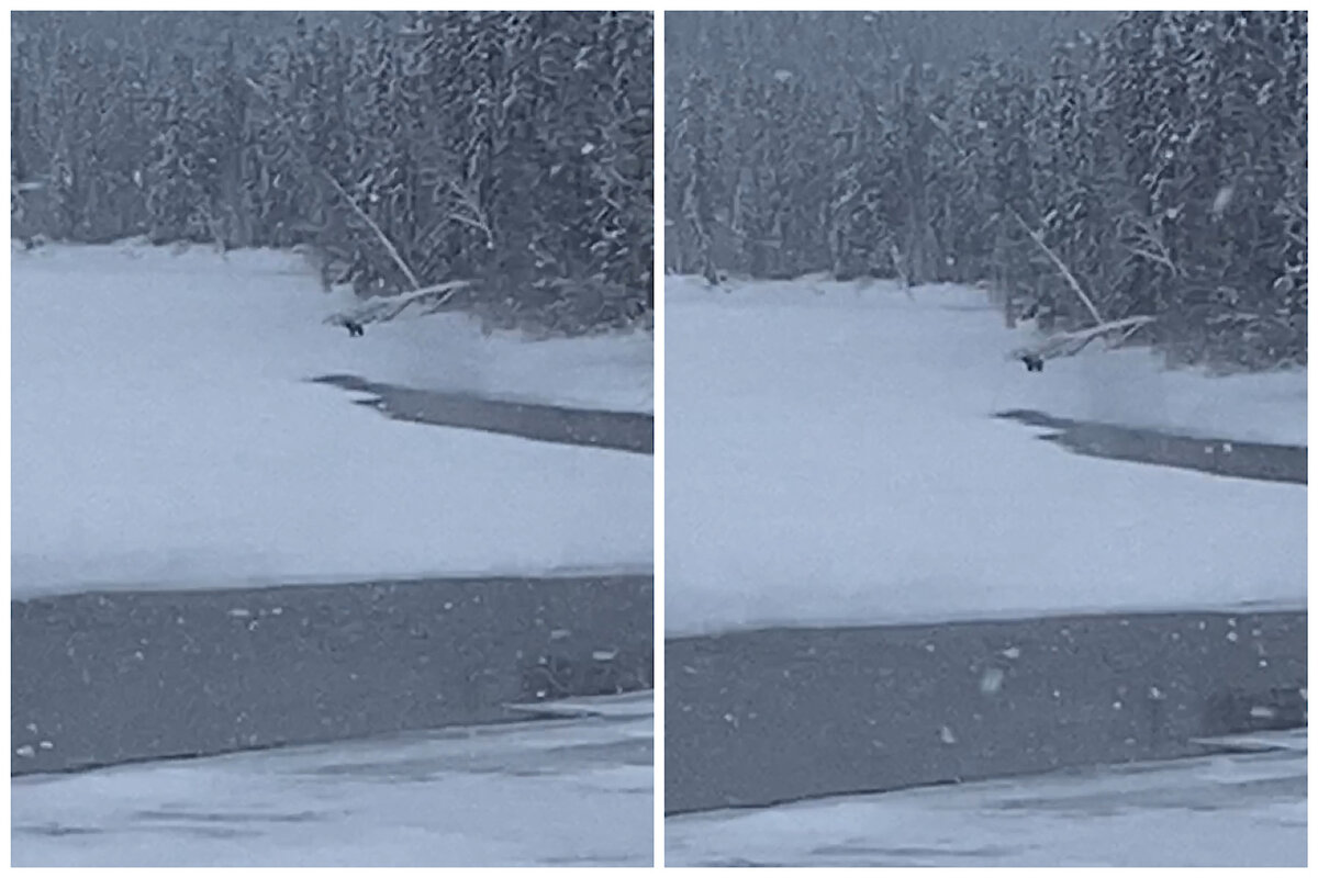 Наш знакомый мишка во время прогулки по Печоре. Фото автора