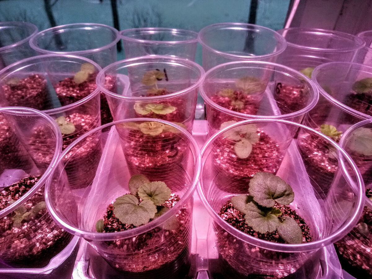 Сеянцы пеларгонии в одноразовых стаканчиках, 26 декабря 2021