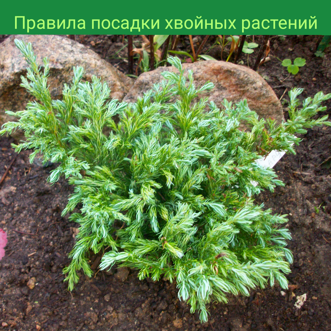 Коллаж 1. Кипарисовик горохоплодный Булевард (Chamaecyparis pisifera Boulevard) (в процессе его посадки в 2017 году, еще не замульчирован грунт)