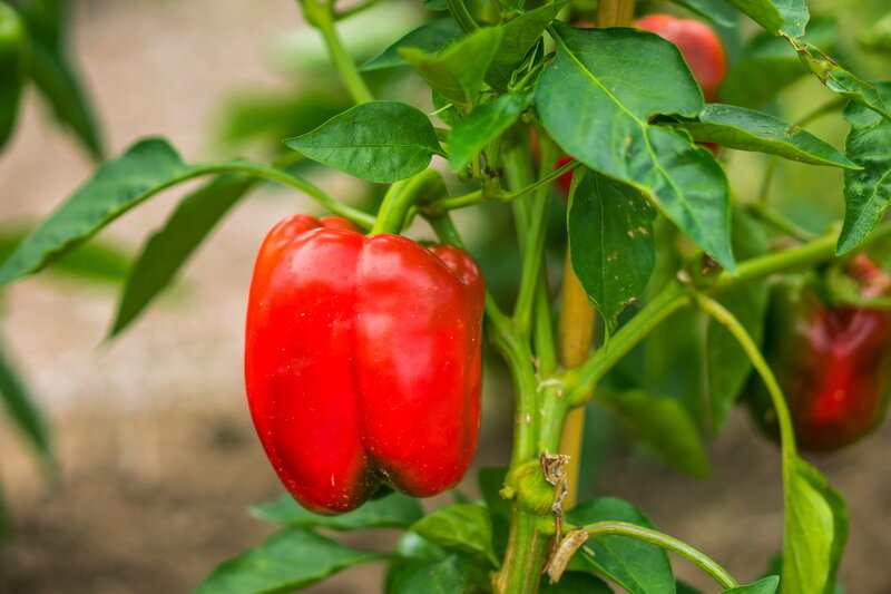 Сладкий перец Кубышка: характеристики, секреты успешного выращивания